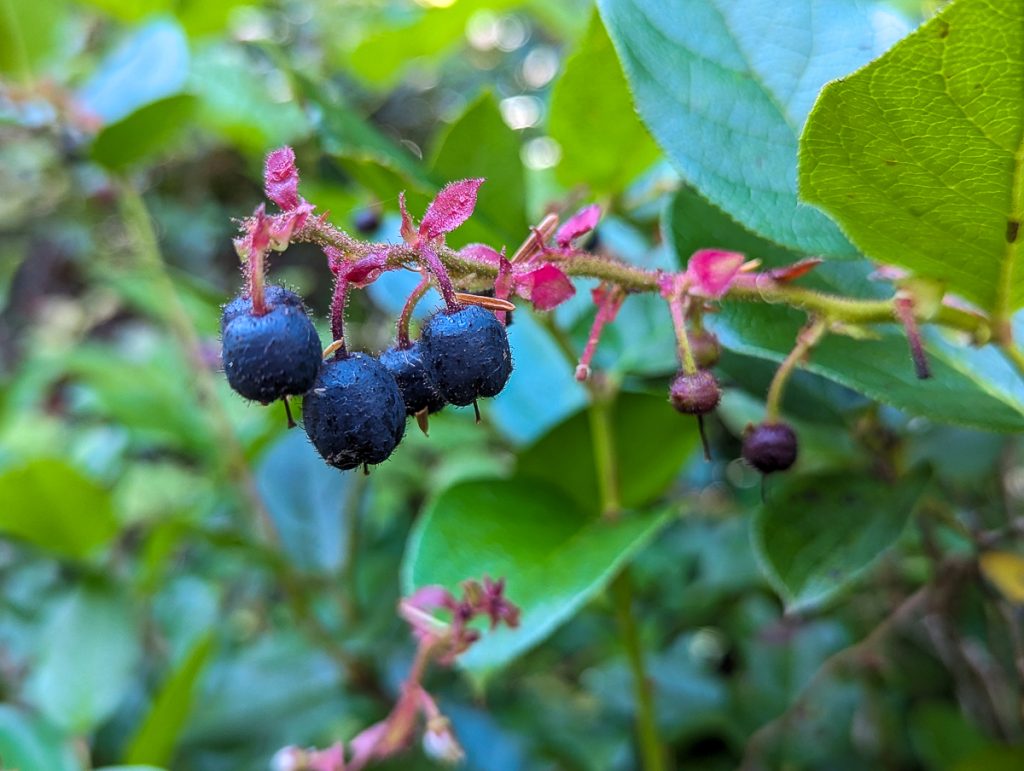 A close up of small blue berries on a branch with leaves out of focus in the background.