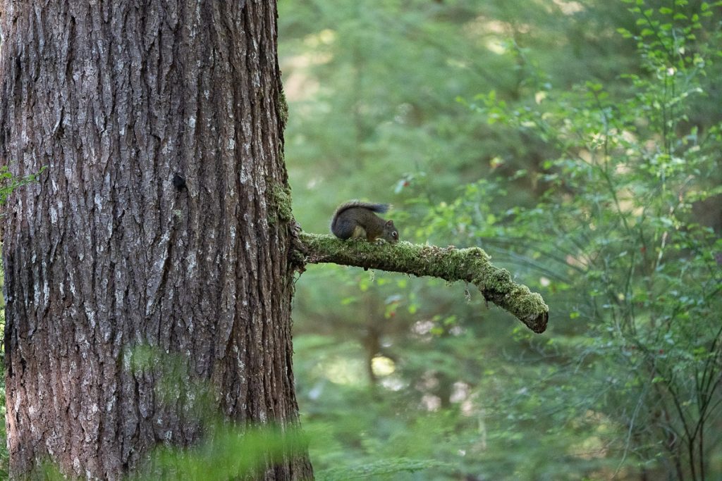 A gray squirrel on the branch of a tree with greenery out of focus behind.
