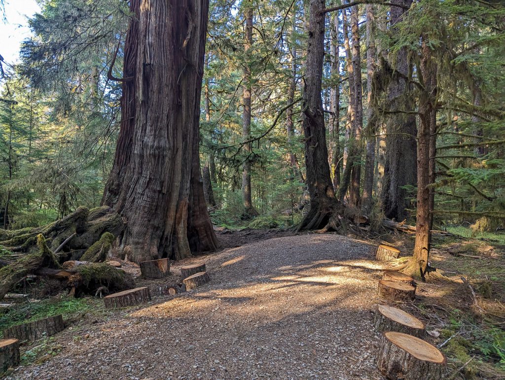 A walking track between large spruce trees during the day.