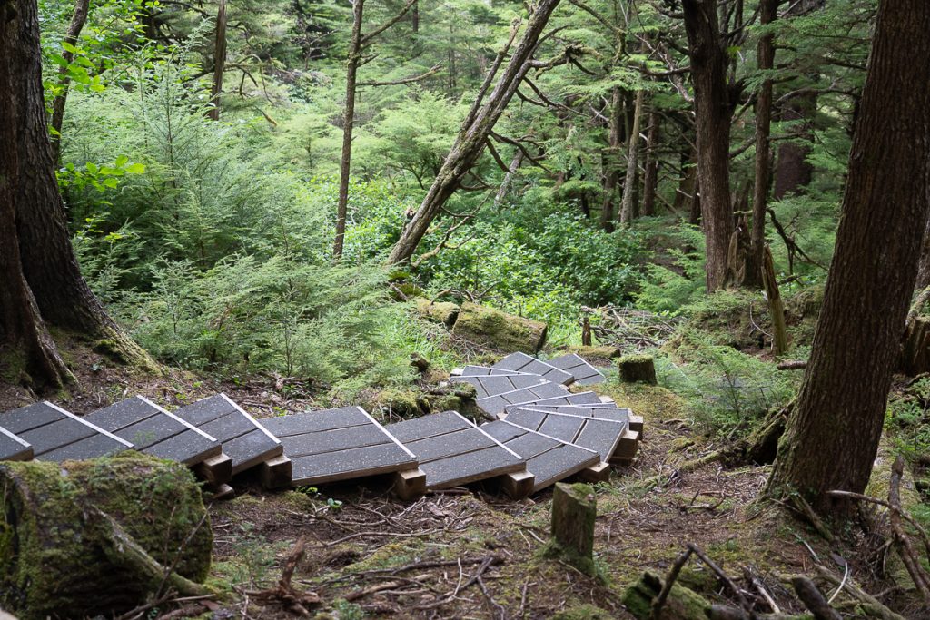 Very well-maintained wooden steps in a forest.
