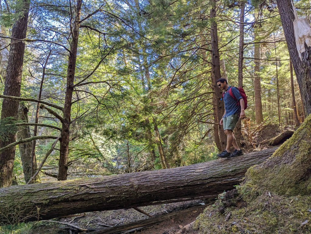 A man wearing a backpack walking along a fallen tree trunk in a forest.