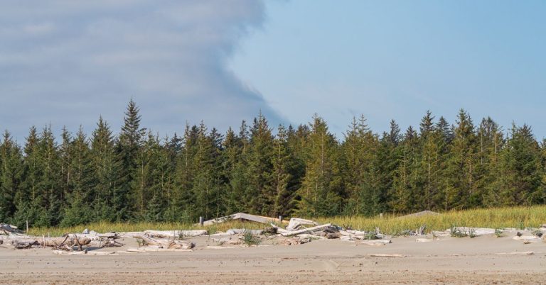 A photo of sand with pine trees behind and a blue sky that's half covered in cloud. There's also the very tip of a building roof visible behind the sand and driftwood.
