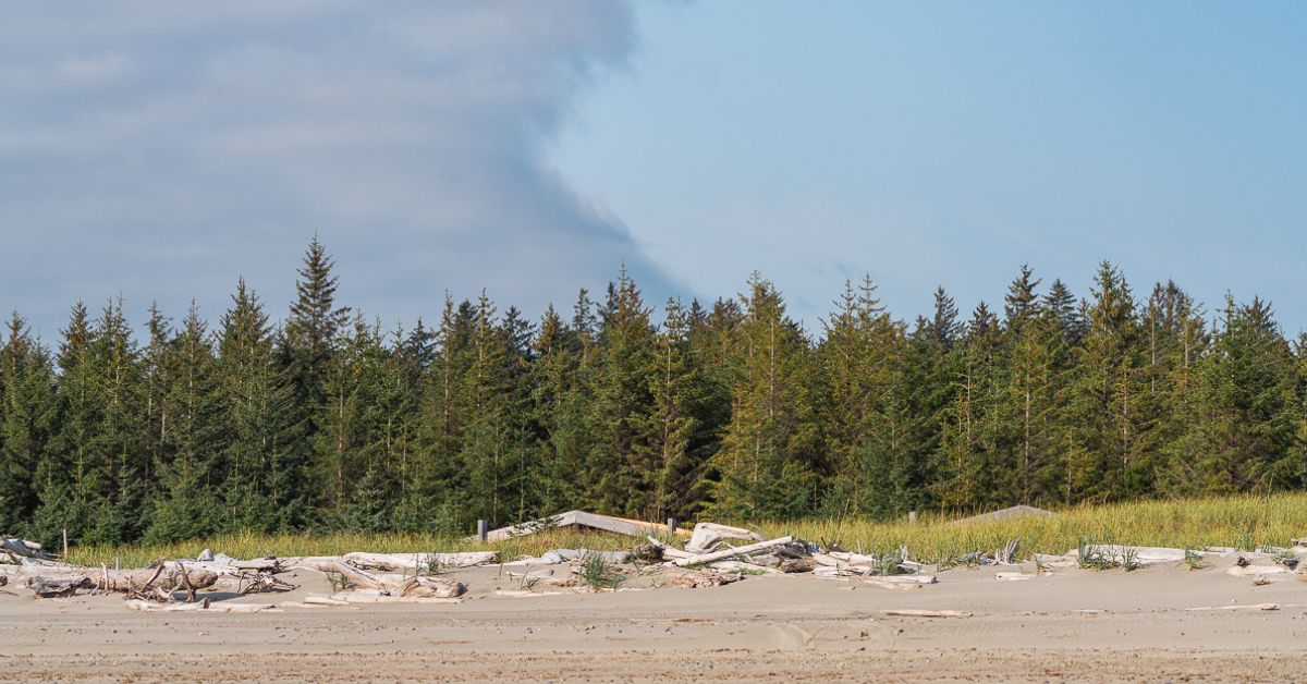 A photo of sand with pine trees behind and a blue sky that's half covered in cloud. There's also the very tip of a building roof visible behind the sand and driftwood.