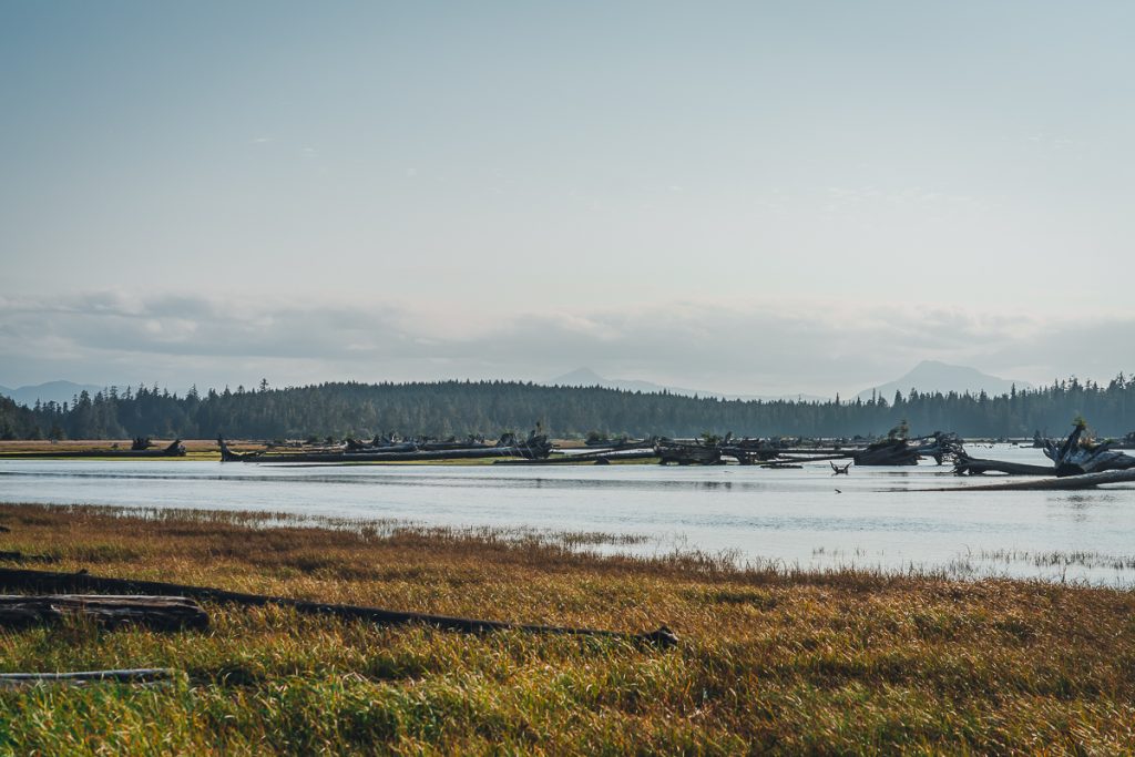 An inlet with lots of huge fallen trees laying around and forested hills in the background.