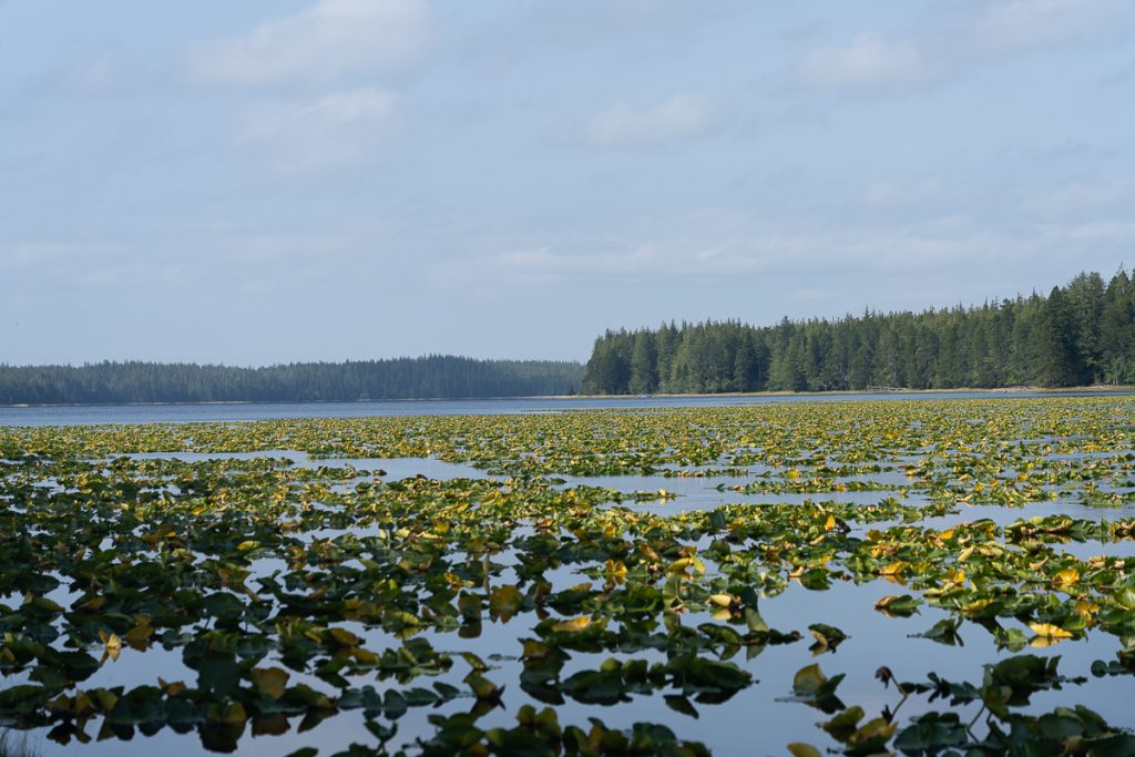 Lilies in the foreground of a lake with pine trees in the background.
