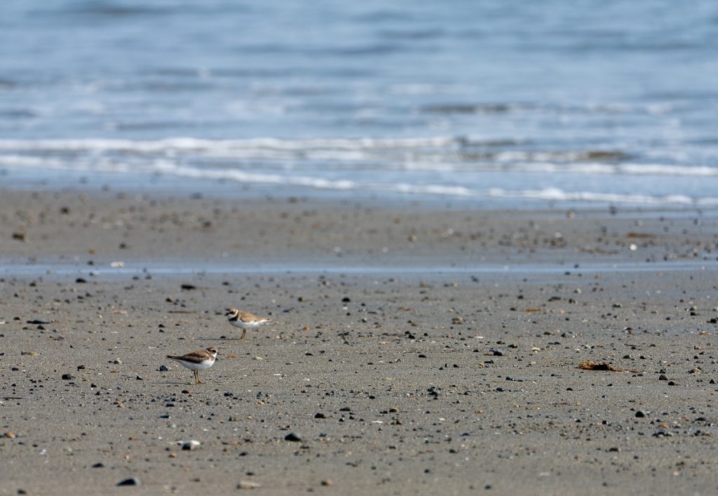 A close up of tiny shorebirds on a beach with water behind them.