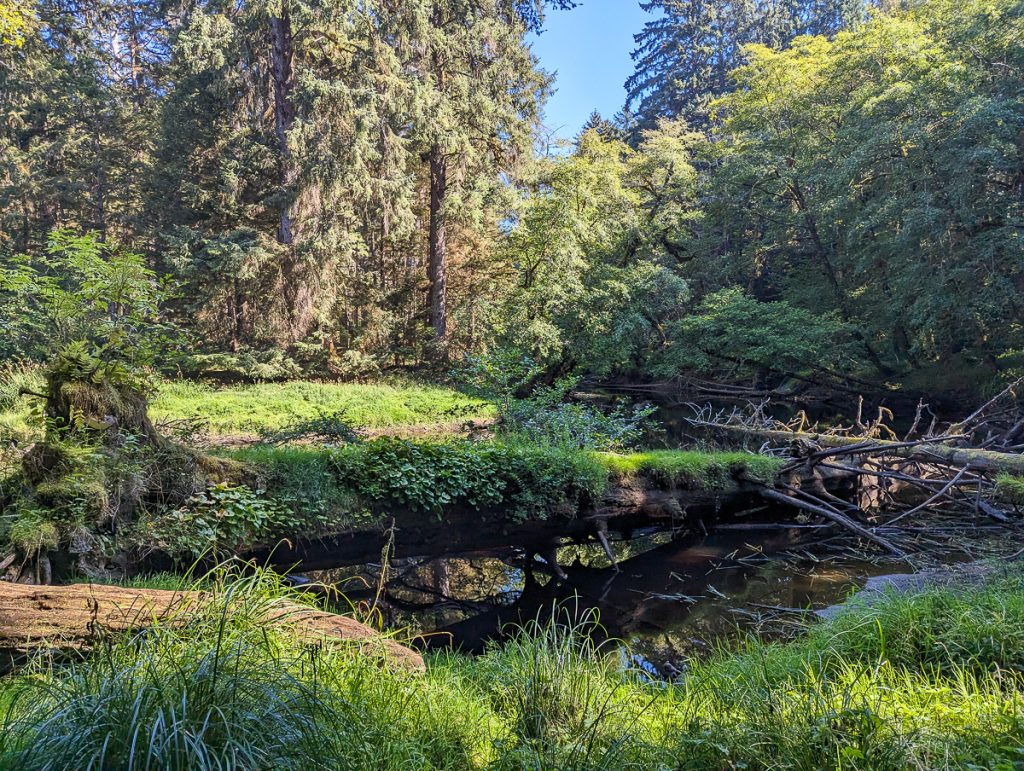 A grassy opening in forest with a stream and fallen tree trunks across it.