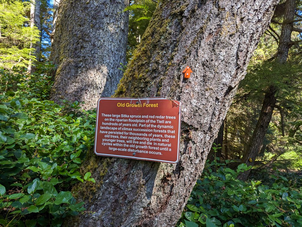 A sign on a tree trunk in a forest with information about the area of Old Growth Forest.