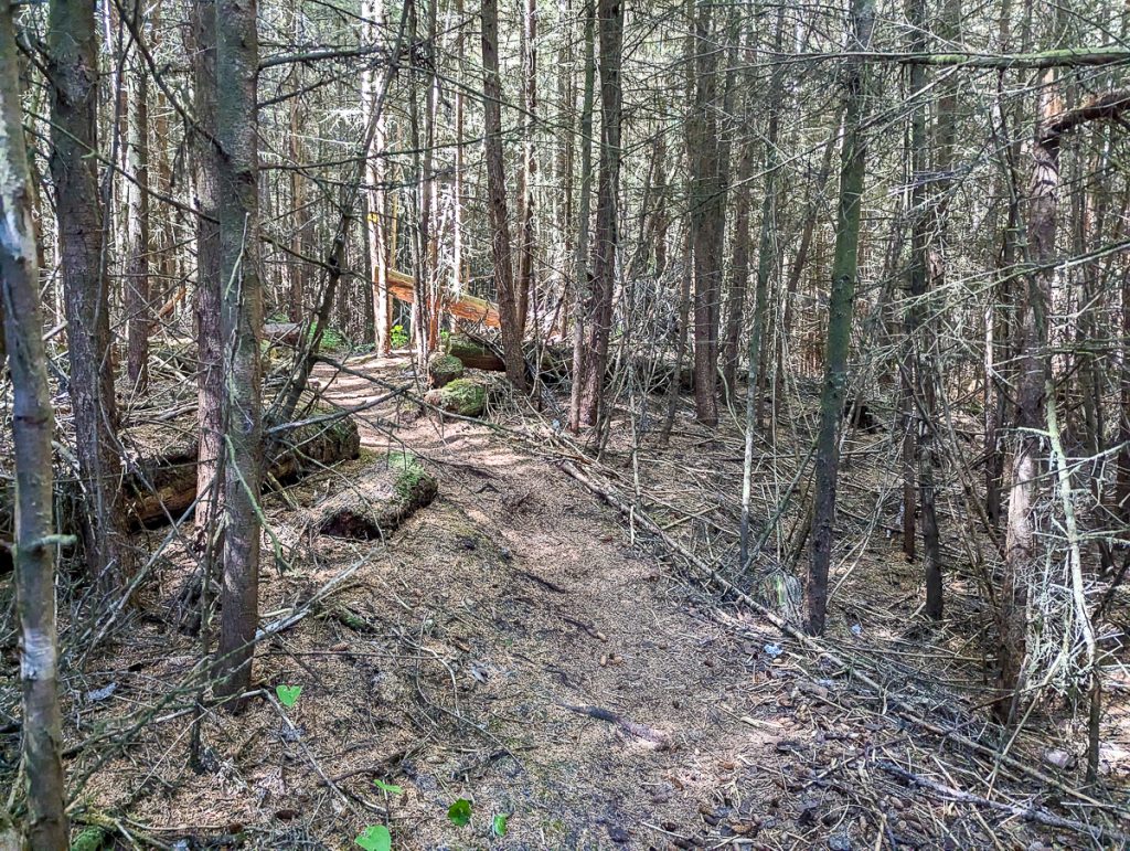 A faint walking trail among sparse leafless trees.