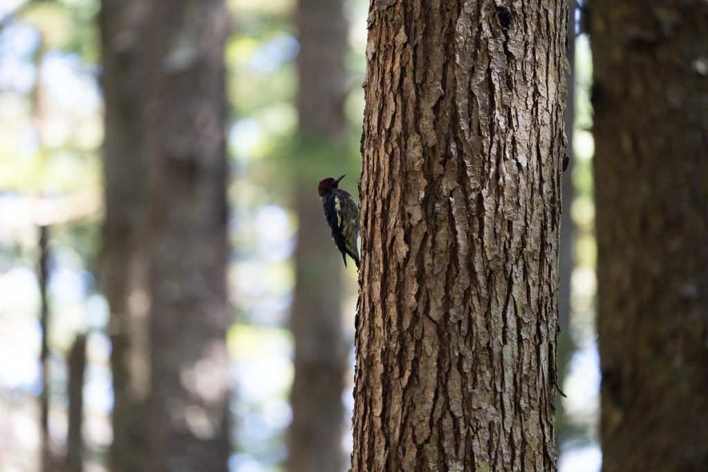 A close up photo of a woodpecker on a tree trunk with more tree trunks and leaves blurred in the background.