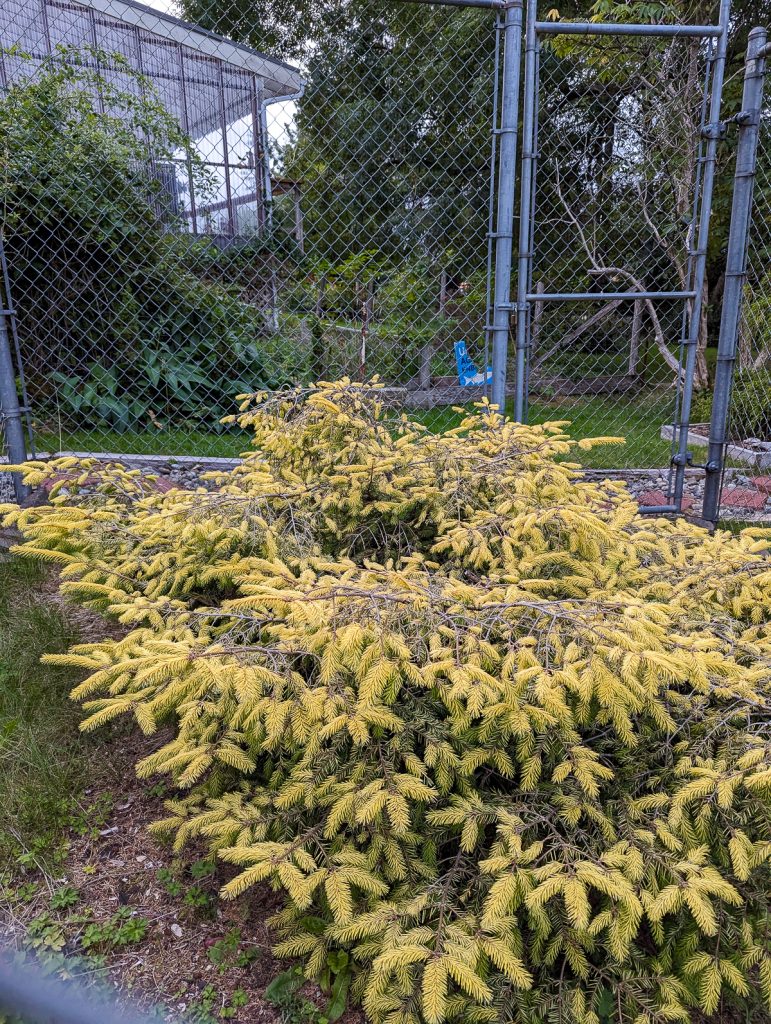 A low-growing young Golden Spruce tree inside a metal fence.