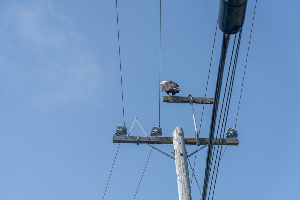 A bald eagle perched on top of a special perch on a power line with blue sky in the background.