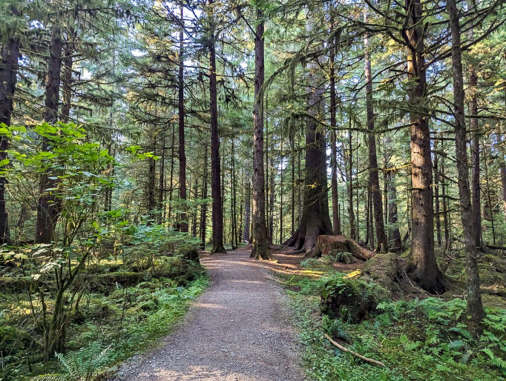 A clear walking path through a forest on a sunny day.