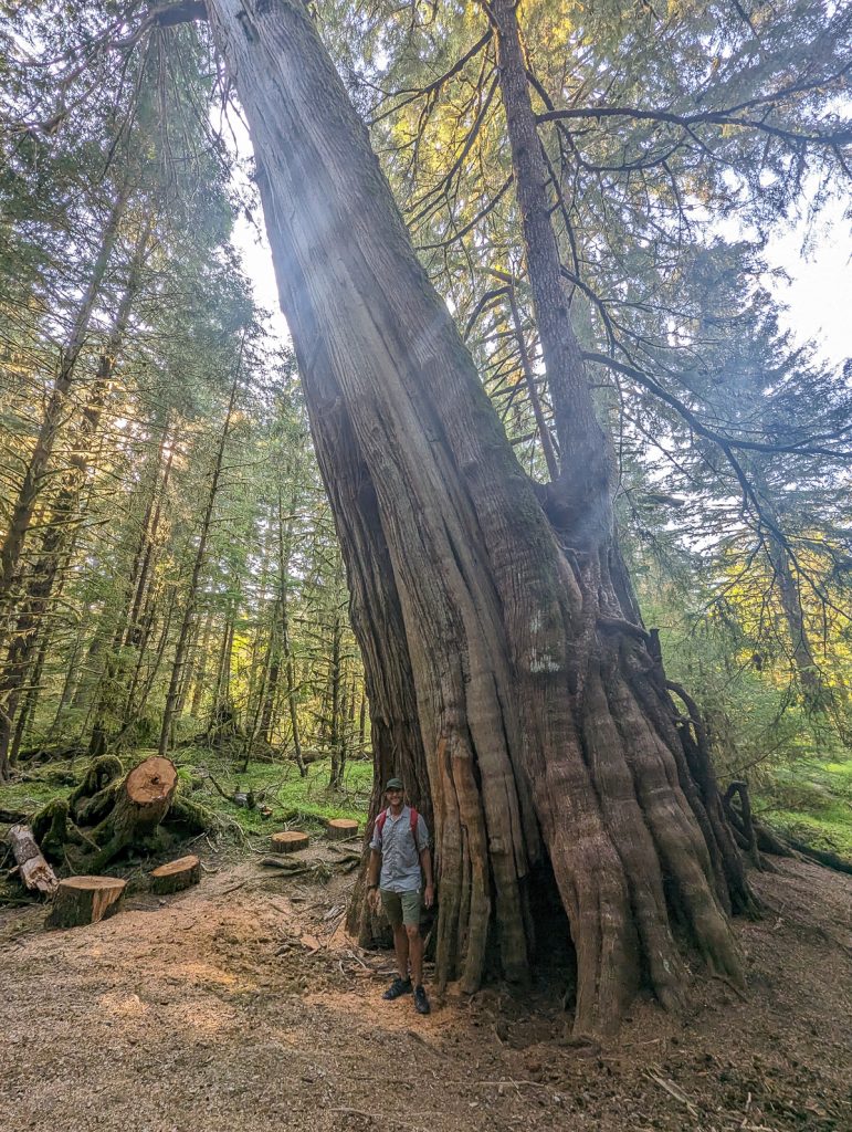 A huge tree trunk in a forest dwarfing the person standing at the base.