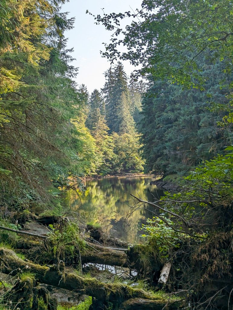 A photo of mossy logs and trees surrounding a still lake.