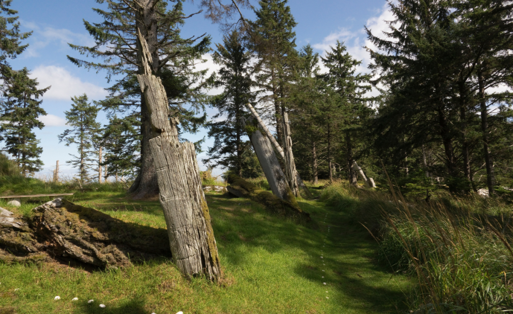 Some bare tree trunks standing straight up out of grass with live pine trees and blue sky behind.