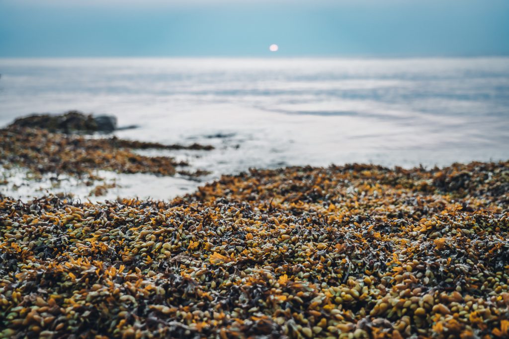 Haida Gwaii beach at sunrise. A beach full of bladderwrack seaweek