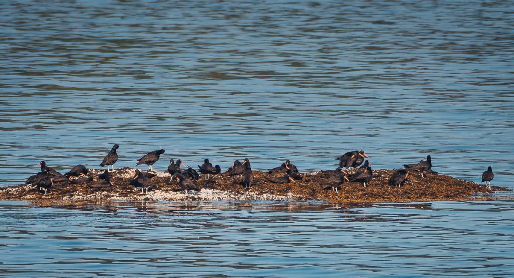a group of osyter catches (birds) sit on a rock in the water in Haida Gwaii