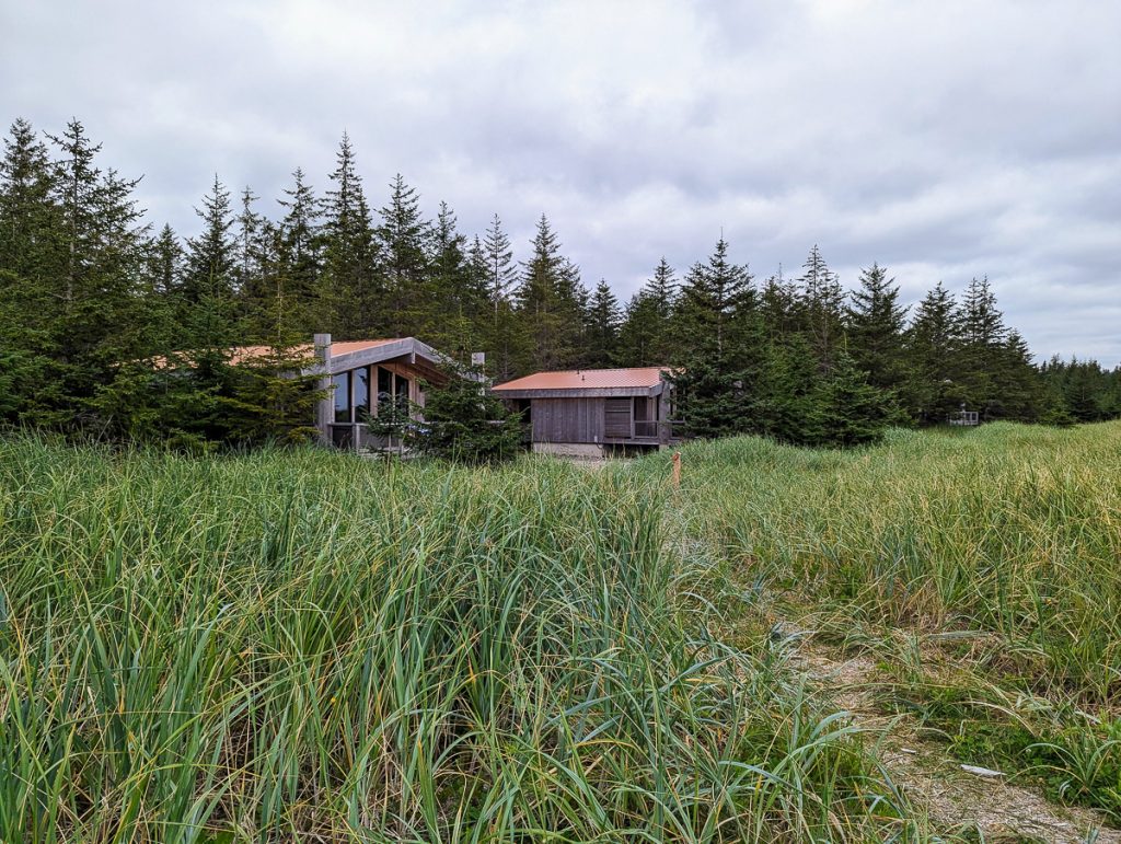 Two small wooden buildings in front of pine trees with long grass in front of them.