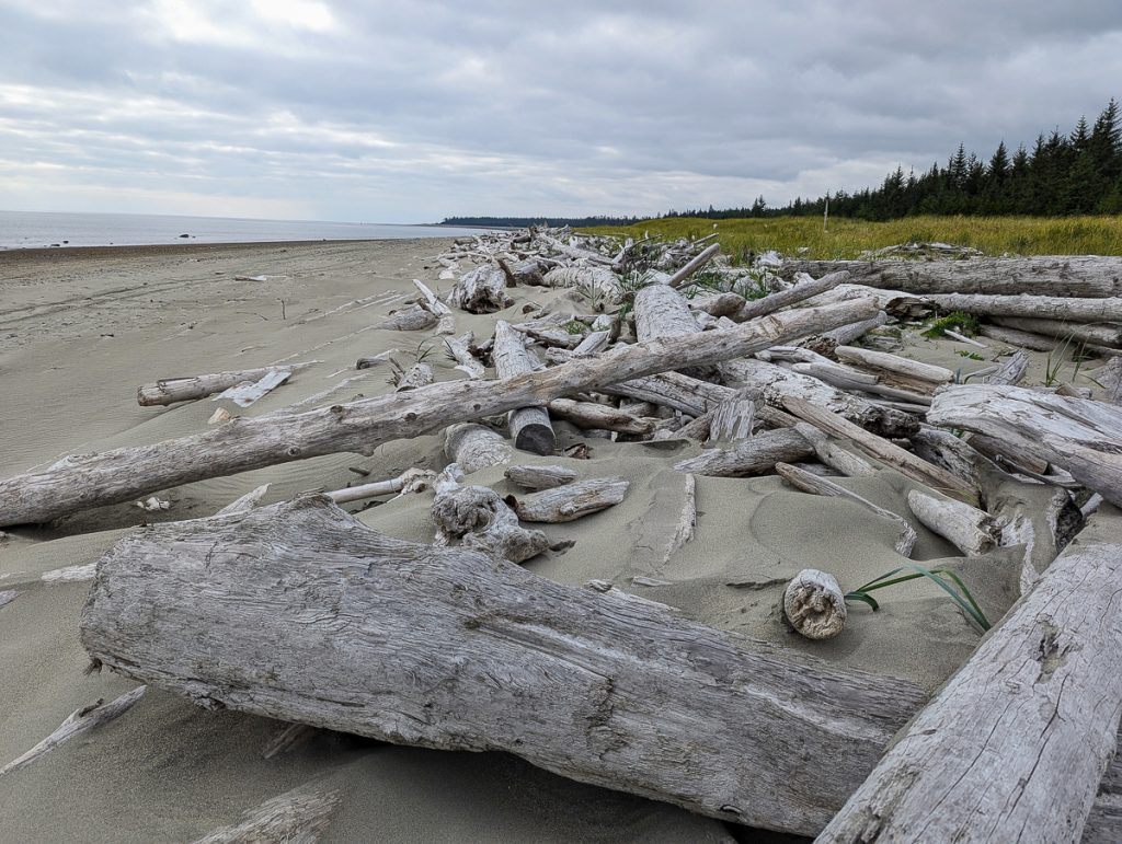 Lots of bleached wood washed up at the high tide line of a beach lined with pine trees and an overcast sky above.