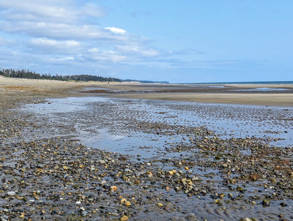 A wide sand and rock beach at low tide with pine trees in the far distance.
