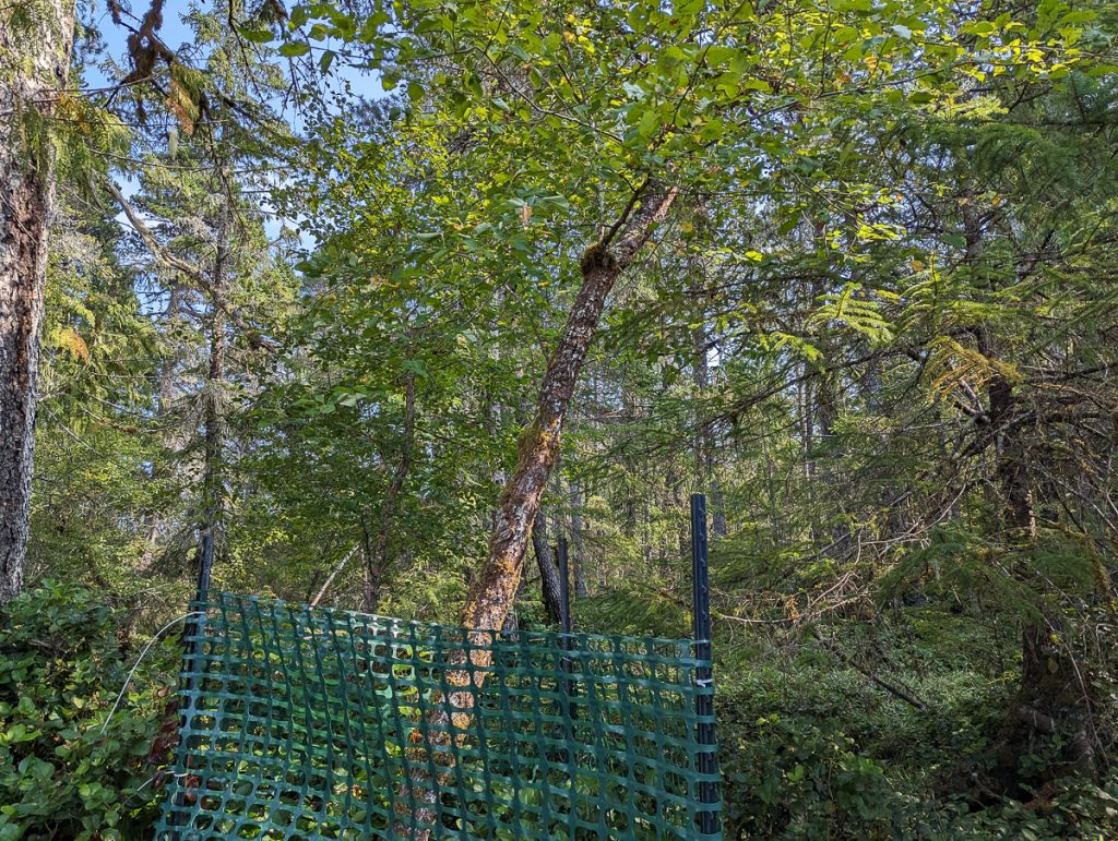 A Pacific crabapple tree in a forest protected by a fence.