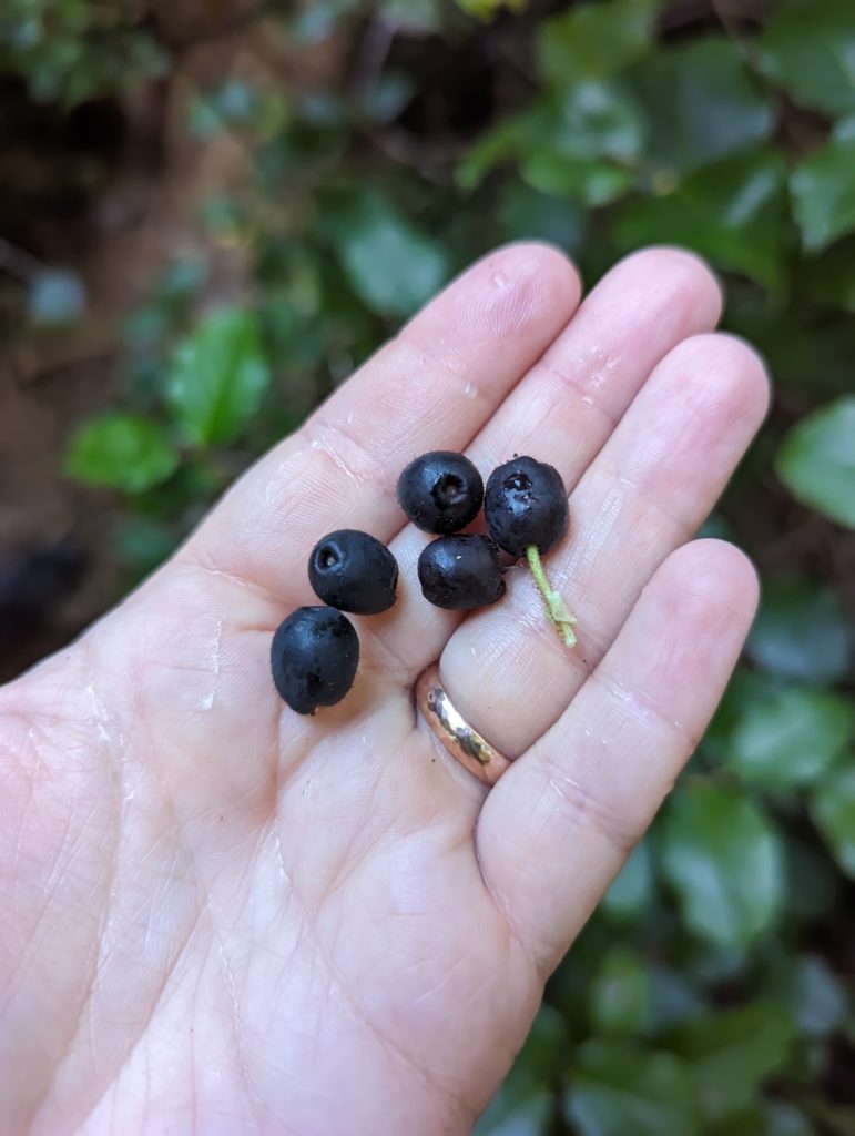 A close up of very dark blue berries held in the hand of someone wearing a ring.
