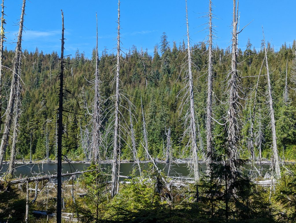 A group of bare white pine tree trunks standing before water, with leafed pine trees on the other side of the water and blue skies above.