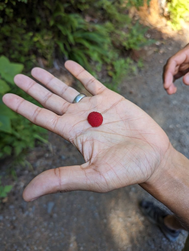 A single round red berry held in the open palm of someone wearing a wedding ring.