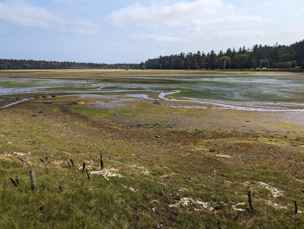 An open wetland area with green grass, shallow water and forest in the background.