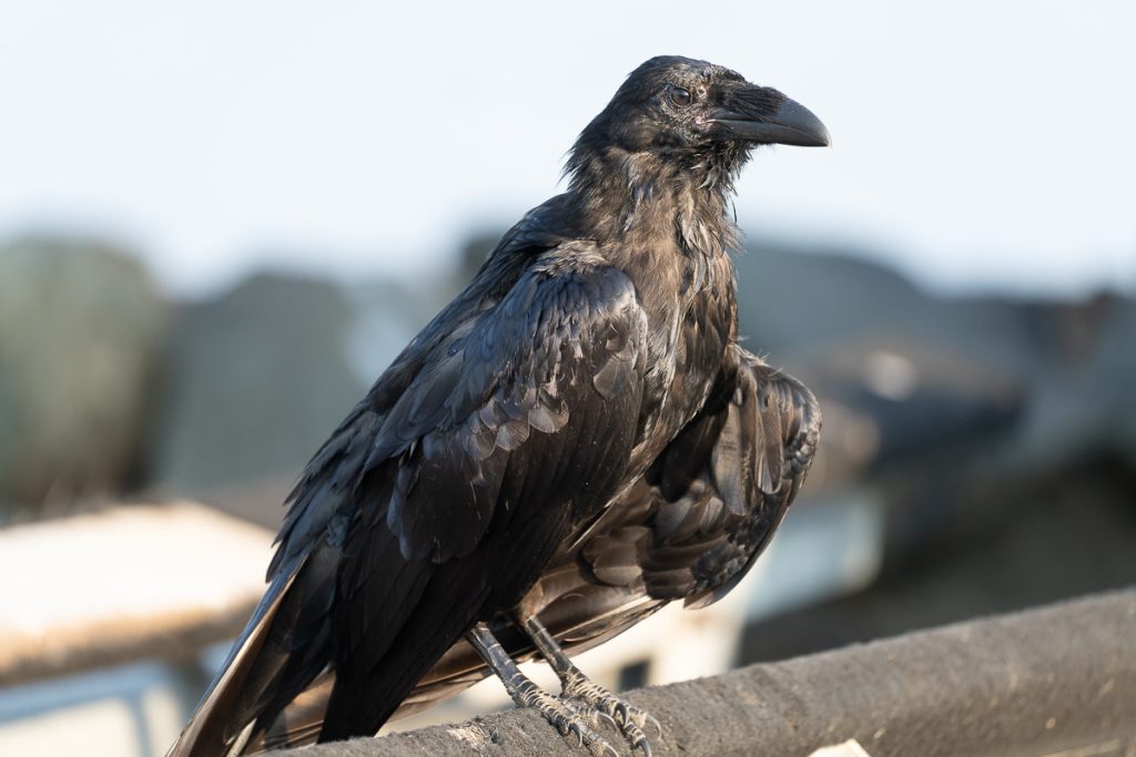raven on haida gwaii. a young raven sits perched on a pole