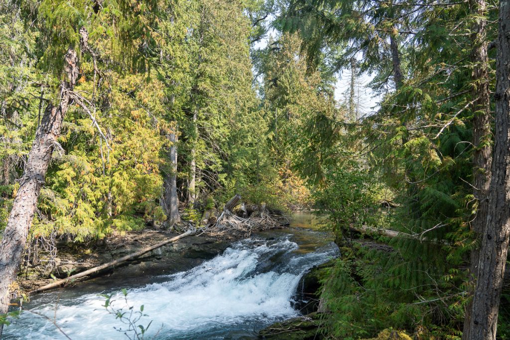 Some small rapids on a river surrounded by trees and greenery.