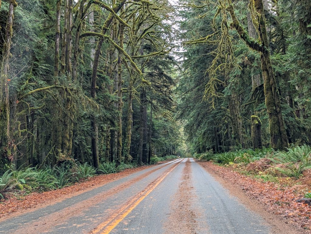 A road lined with orange leaves on each side and huge mossy trees leaning in on both sides as far as the eye can see.