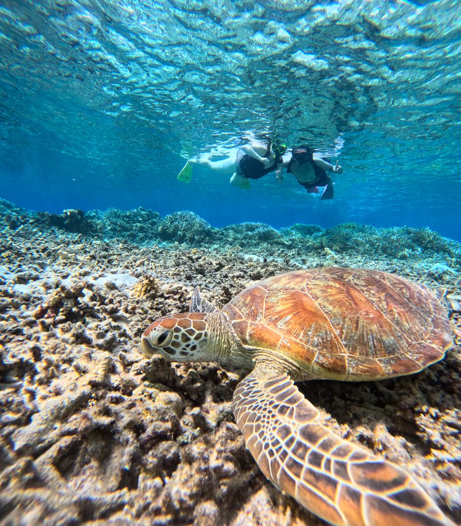 A turtle swimming along some coral with two people snorkelling above and behind it.