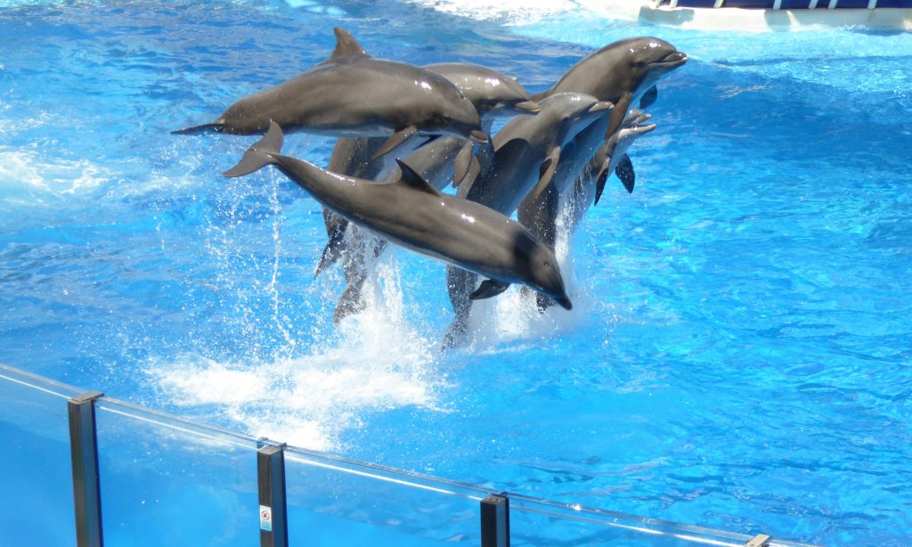 Six dolphins leaping out of the water in unison at a water park.