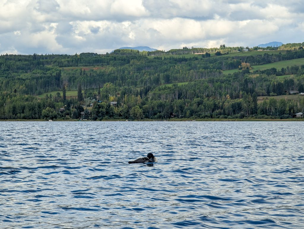 A common loon on a lake with a hill covered in trees and some houses in the background.