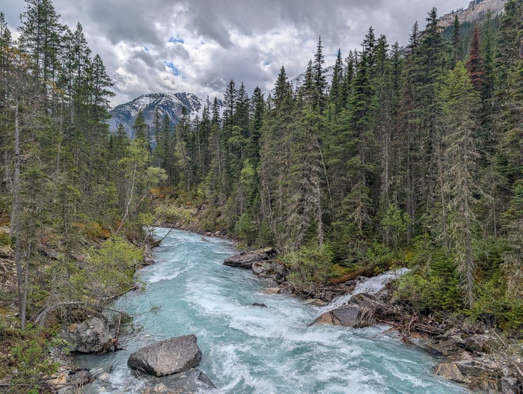 A view over a fast-moving river surrounded by tall pines on either side and a snow-topped mountain in the background.