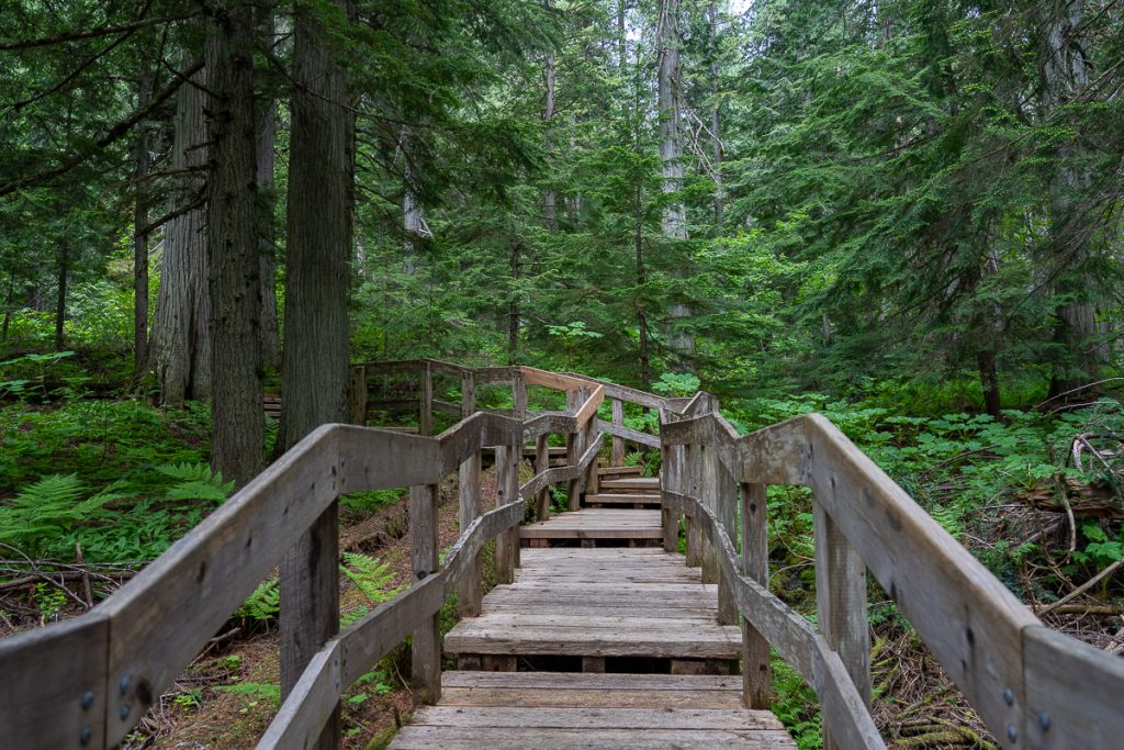 British Columbia Temperate Rainforest