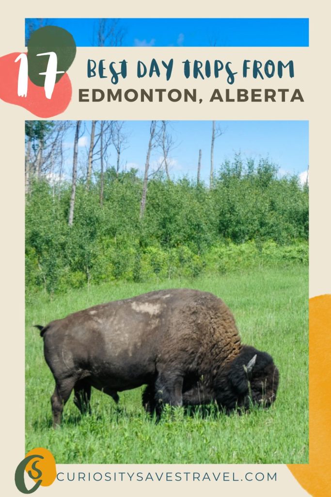 A photo of an American Bison grazing in a green field with text above the photo that says "17 best day trips from Edmonton, Alberta."