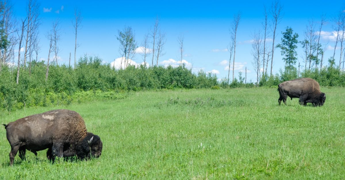 Two American Bison grazing on grass with green shrubs and blue sky behind them.