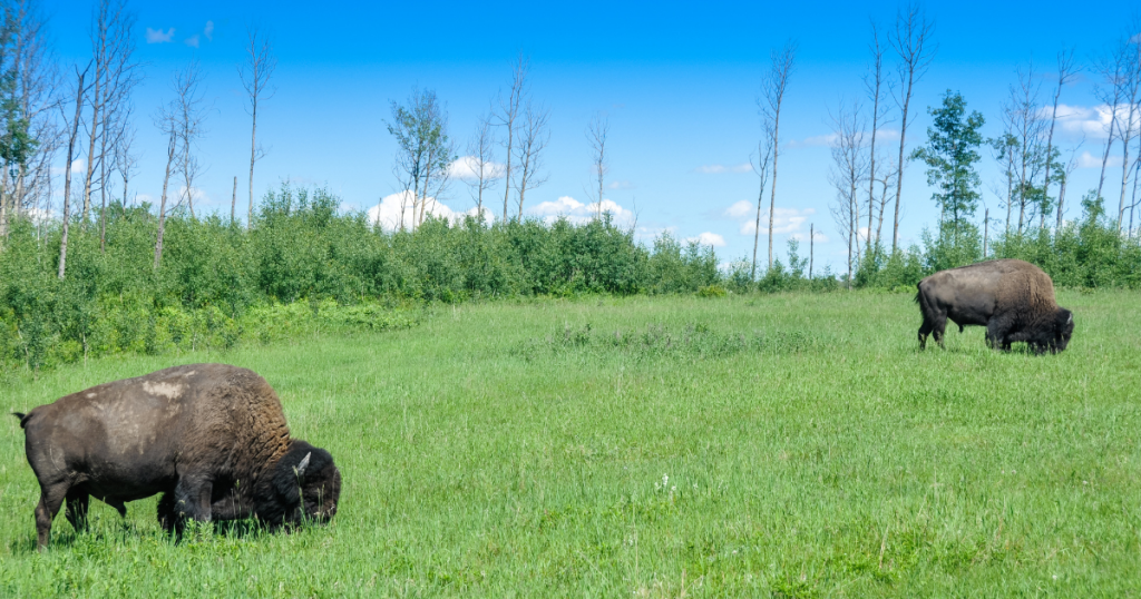 Two American Bison grazing on grass with green shrubs and blue sky behind them.