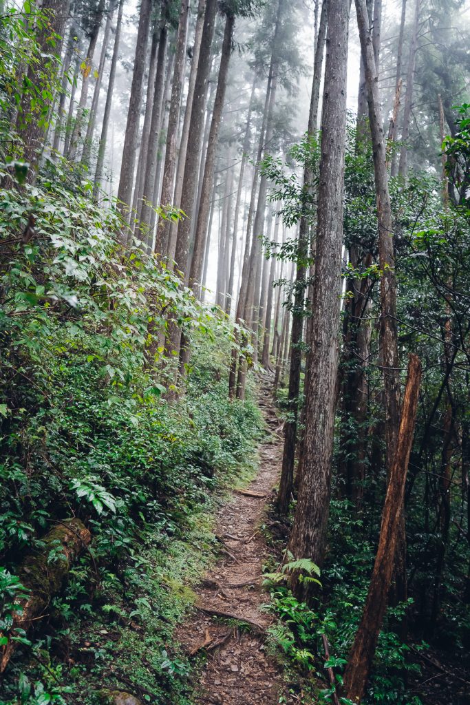 a steep trail leads into the forest on the Kumano Kodo