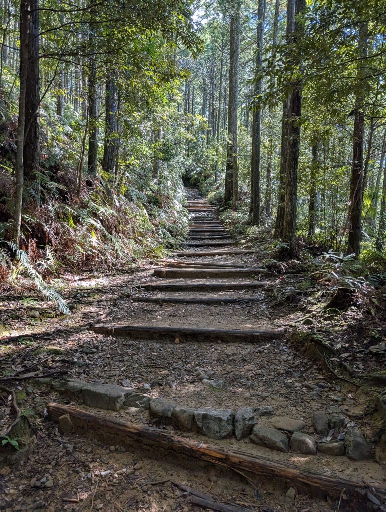 dirt path leading into the forest