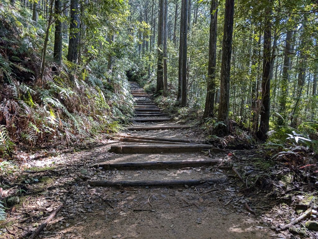 An ancient pilgrimage route with steps into the forest 