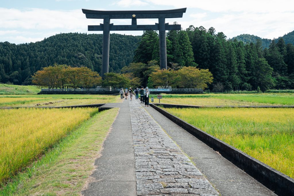 The largest Japanese Torii Gate in the world surrounded by rice fields