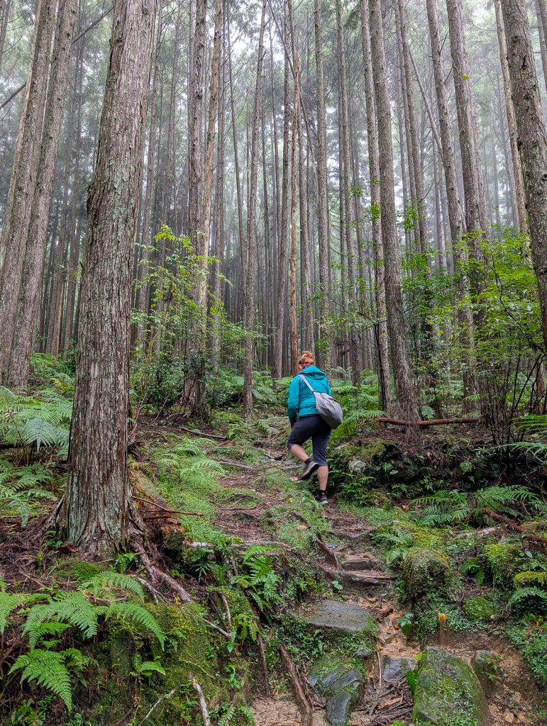 Susanna hikes up and away into the forest on a steep trail