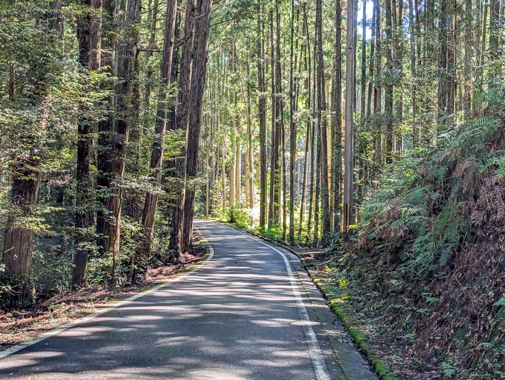 A paved road in the middle of a bamboo forest