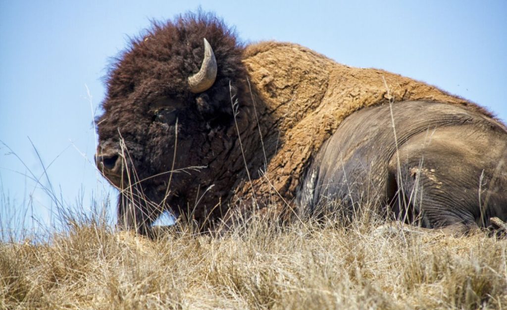 A close-up photo of a plains bison lying in yellow grass with blue sky behind.