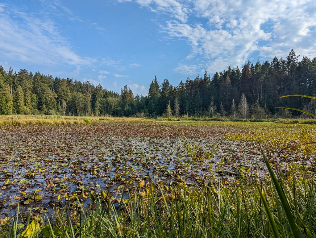A lake covered in water plants and lined by pine trees on a sunny day with blue sky and fluffy white clouds above.