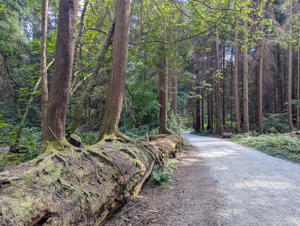 A dirt track lined with tall trees on a sunny day.